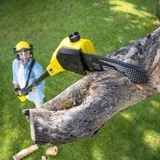 Best Lawn Renovation and Restoration  in Indian River Estates, FL